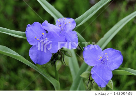 ツユクサ　 14300439