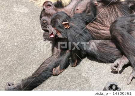 チンパンジーの親子 14300561