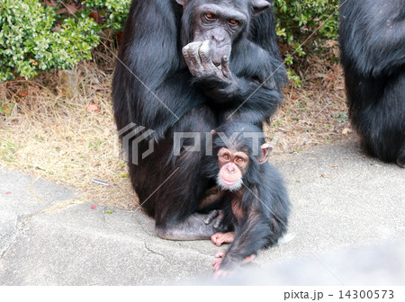 チンパンジーの親子 14300573