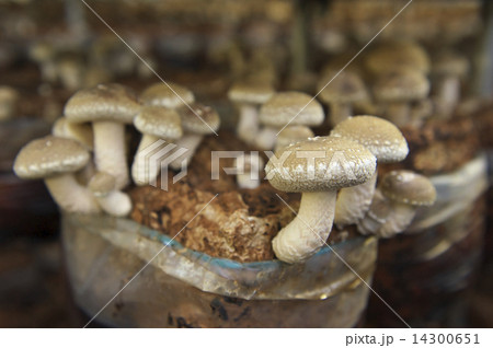 しいたけ 14300651
