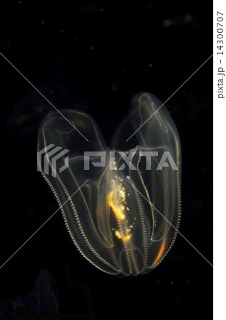ツノクラゲ 14300707