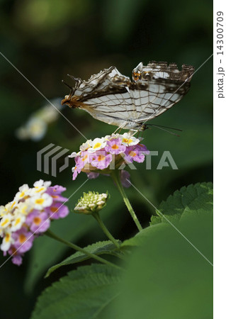 イシガキチョウ 14300709