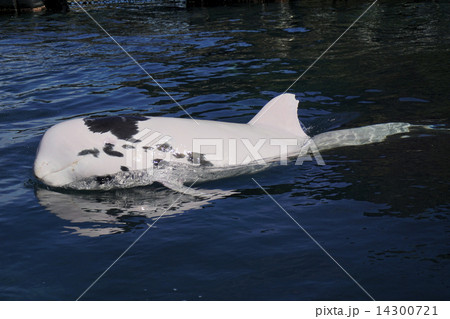 ハナゴンドウ 14300721