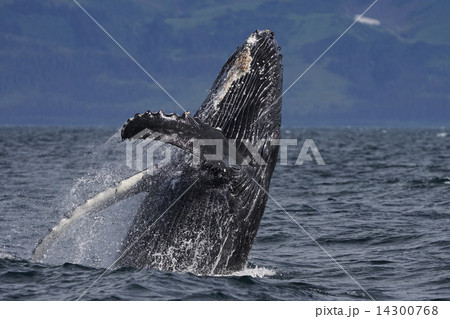 ザトウクジラ 14300768