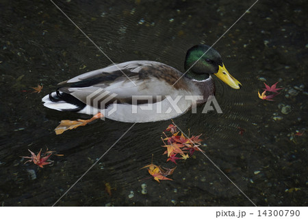 マガモ 14300790