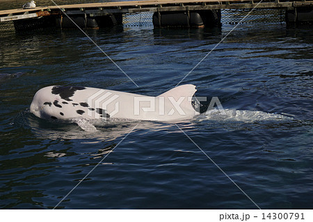 ハナゴンドウ 14300791