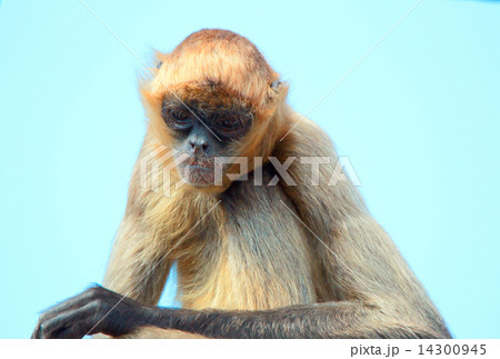クモザル 14300945