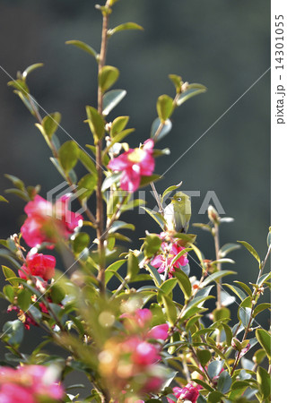 サザンカとメジロ 14301055