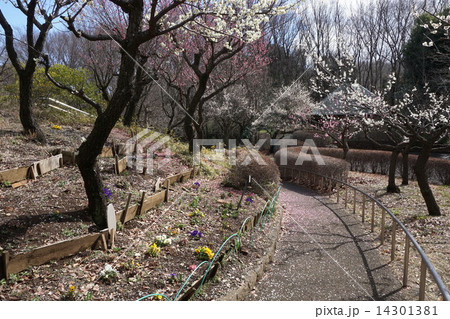 多摩市一本杉公園 3月 東京 多摩市一本杉公園 3月 東京 14301381