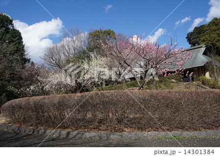 多摩市一本杉公園 3月 東京 多摩市一本杉公園 3月 東京 14301384