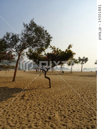 香港レパルスベイ 14301881