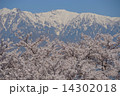 大草城址公園の桜３ 14302018