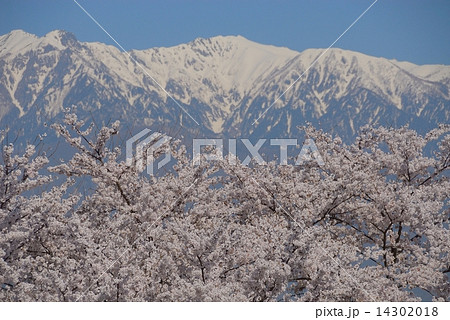 大草城址公園の桜3 大草城址公園の桜3 14302018