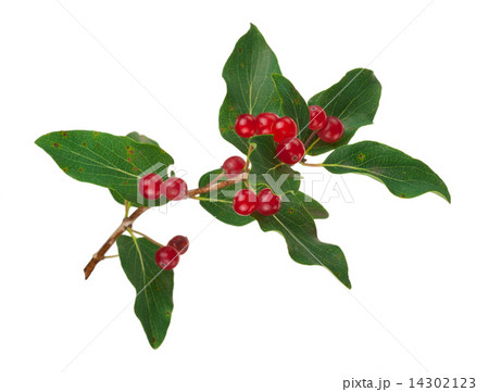 Tartarian Honeysuckle (Lonicera tatarica) plant with red berries 14302123