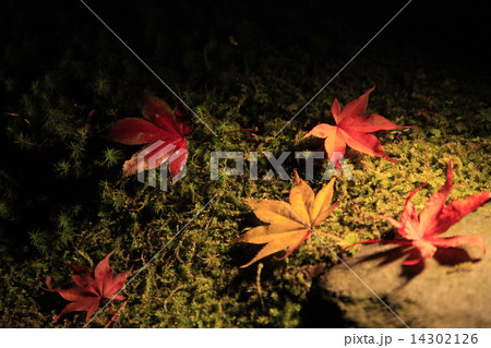 日本の秋 14302126