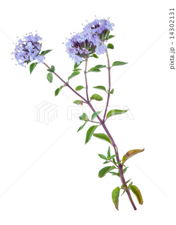 Medicinal plant 14302131