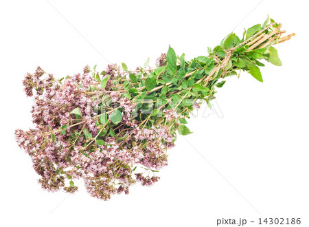 Oregano or Marjoram Herb Blooming (origanum majorana ) Oregano or Marjoram Herb Blooming (origanum majorana ) 14302186