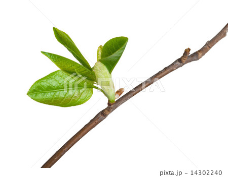 Buds wild cherry. Macro 14302240