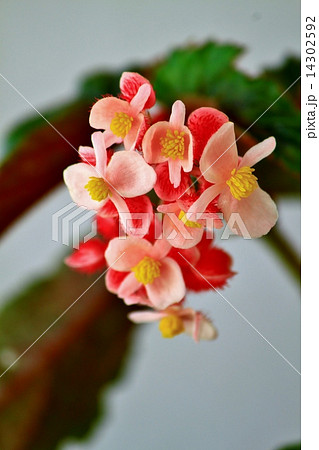 可愛いピンクのベゴニヤの花 可愛いピンクのベゴニヤの花 14302592
