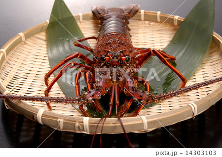 伊勢海老 14303103