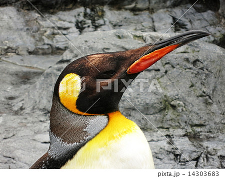 皇帝ペンギン 皇帝ペンギン 14303683