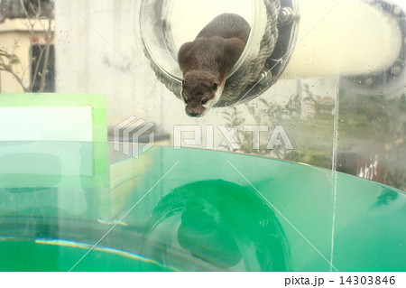 かわうそ かわうそ 14303846