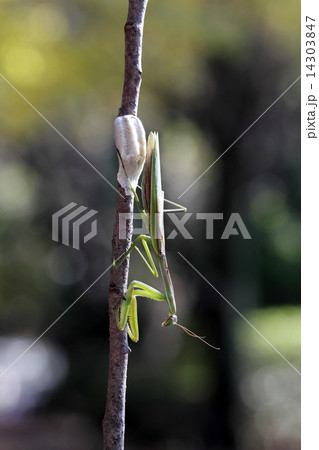 カマキリと卵 14303847
