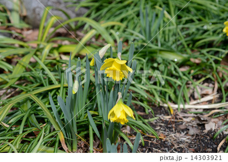 ラッパスイセン 14303921