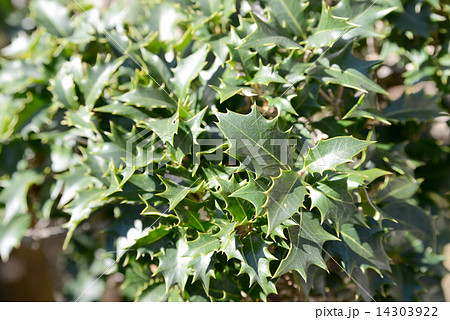 ヒイラギの葉 14303922