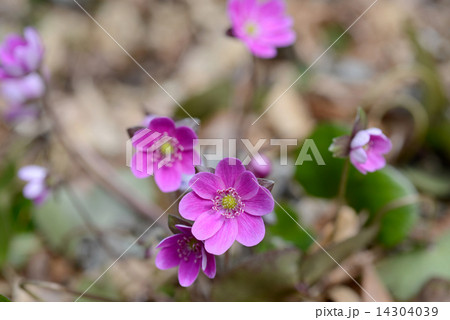 ユキワリソウ 14304039