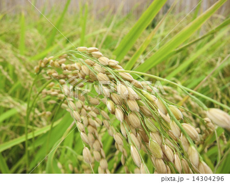 つばめの杜ひろば つばめの杜ひろば 14304296