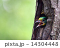 キツツキ 啄木鳥 きつつき 14304448