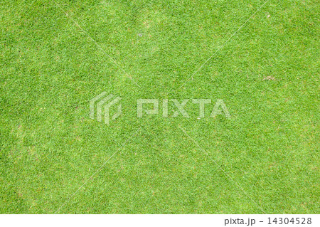 grass field 14304528