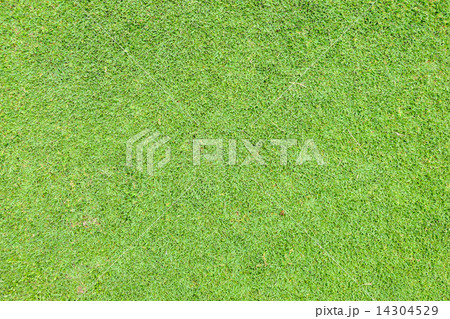 grass field 14304529