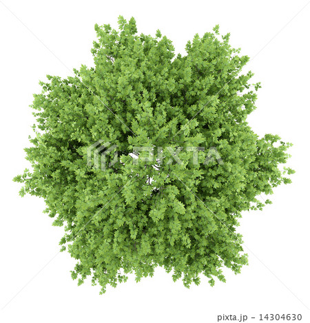 top view of london plane tree isolated on white background 14304630