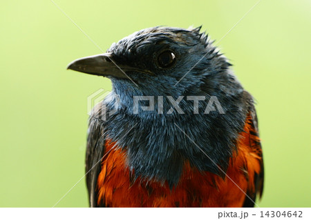 イソヒヨドリ(オス) イソヒヨドリ(オス) 14304642