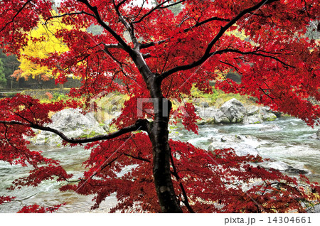 紅葉と流れ 紅葉と流れ 14304661