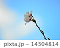 桜 14304814