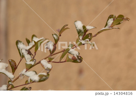 寒さに耐える植物 寒さに耐える植物 14304816