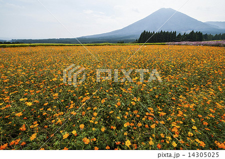 コスモス 14305025