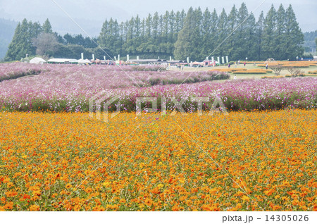 コスモス 14305026