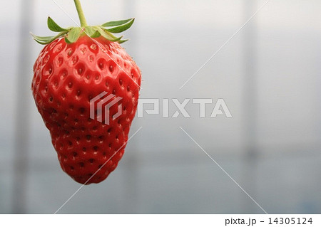 いちご 14305124