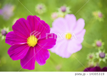 コスモス 14305319
