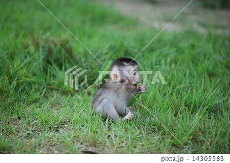 あくびする小猿 あくびする小猿 14305583