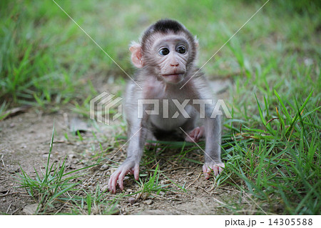可愛い小猿の写真素材