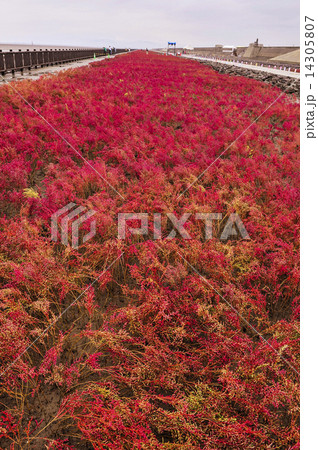 シチメンソウ 14305807