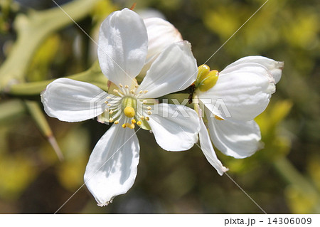 カラタチの花の写真素材