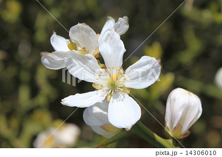 カラタチの花の写真素材