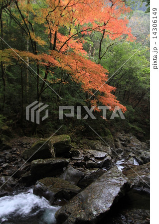 宮崎県 矢研谷 紅葉 宮崎県 矢研谷 紅葉 14306149