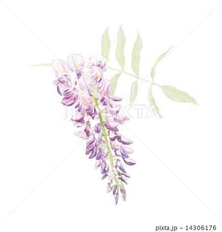 藤の花のイラスト素材 藤の花のイラスト素材